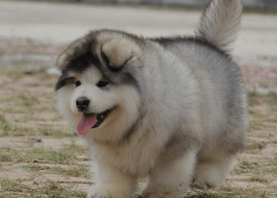 阿拉斯加犬喂养指南,不挑食的狗容易养