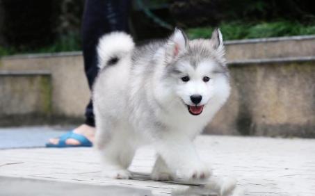 阿拉斯加幼犬喂多少狗粮,其实管饱就可以