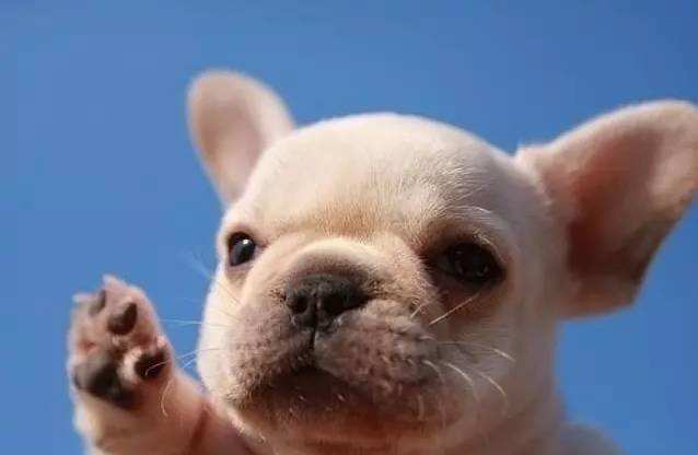 狗狗几个月开始训练？合适时间训练很重要