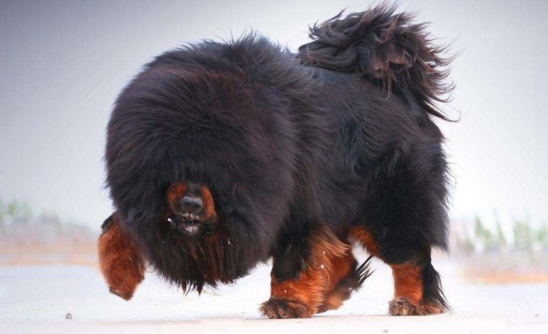 老虎和藏獒哪个厉害？这是老虎被黑的最惨一次