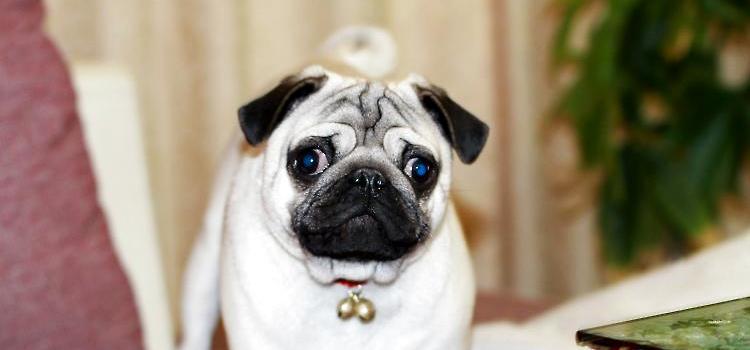 巴哥犬能长多大，标准身材的巴哥是这般