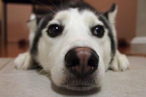 贵宾犬鼻子变色怎么回事?仔细些排查原因