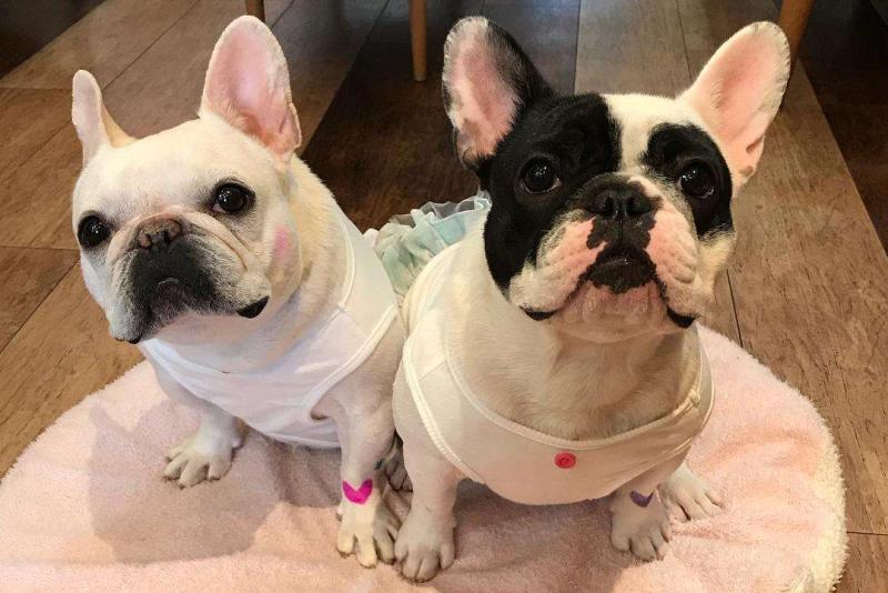 法国斗牛犬凶吗?看着凶不代表真凶