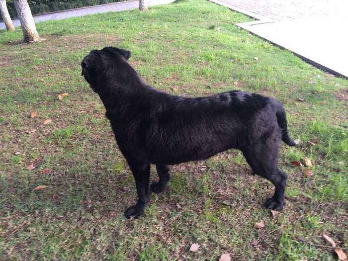 拉布拉多长得快吗,长得快到底好不好