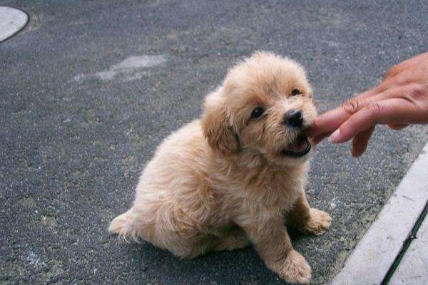 杂交的贵宾犬聪明吗?这个取决于这几个方面