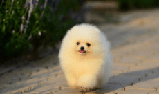 博美犬的名字取什么好听？看主人自己的想法