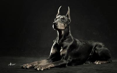 杜宾犬如何训练,三个要诀搞定它
