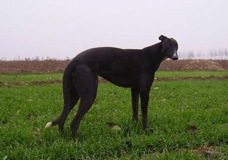 格力犬哪里有卖?大概多少钱一只