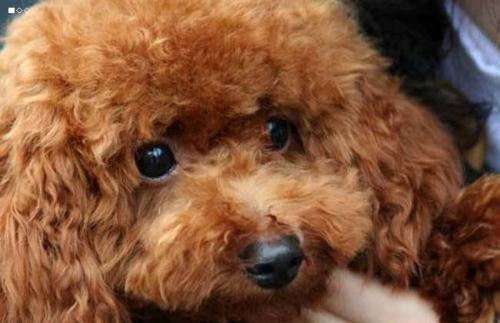 泰迪狗狗皮肤病传染吗？这些知识你要明白