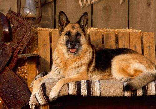 德国牧羊犬寿命,怎样延长德牧寿命呢?