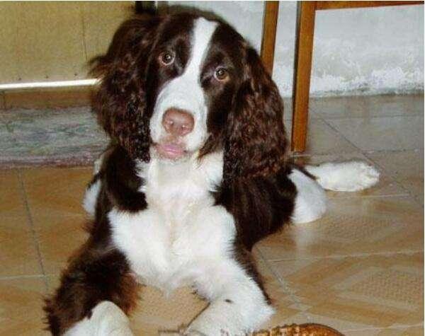 如何判断史宾格犬纯种,仔细观察这几处地方