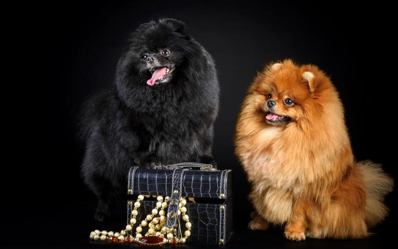 狗狗打喷嚏怎么回事?不一定是感冒