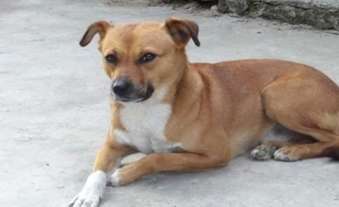 中华田园犬吃什么好？最好养的狗子非它莫属了