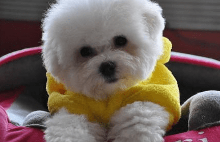 比熊犬有泪痕怎么办,别让它成为流泪天使