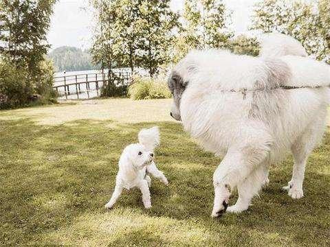 大白熊犬与雪獒的区别,看外表的确难以辨认
