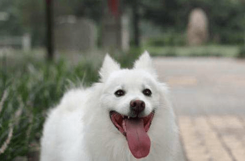 盘点那些长不大的宠物狗,这些品种你造吗?