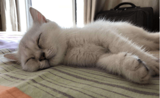 小猫肚子鼓鼓的？可以这样来分析具体原因