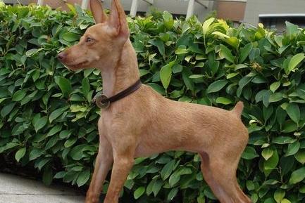 小鹿犬适合什么人养？先来了解下它的优缺点