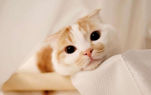 猫拉肚子怎么办，预防比治疗更重要