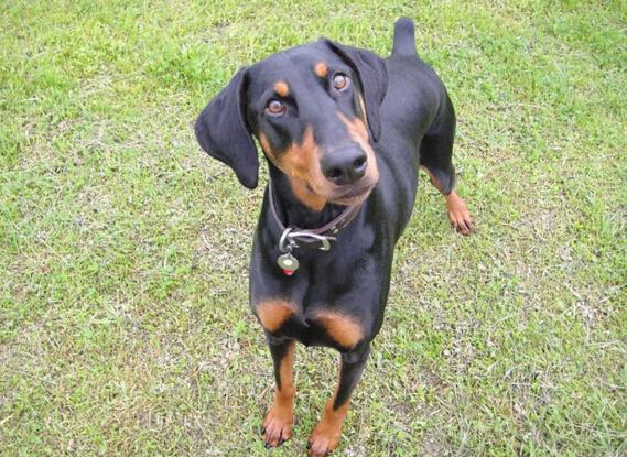 宾莎犬和杜宾犬区别,全方位了解它们