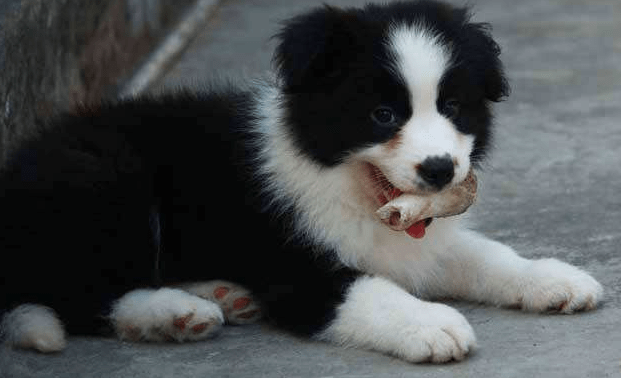 边境牧羊犬跟柴犬哪个好?实际上是比较难区分的