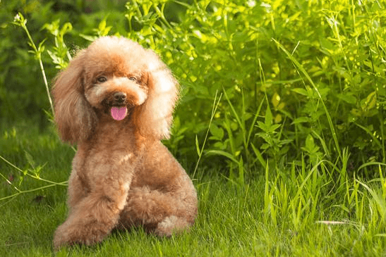 小贵宾犬吃哪种狗粮好?按照这些标准即可