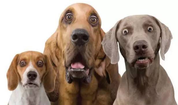 狗怕什么气味,是什么让它闻味丧胆?