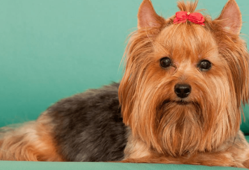 什么狗不掉毛？最不掉毛的五种狗