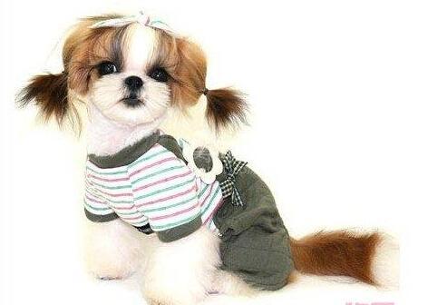 西施犬吃什么,这些讲究你了解吗