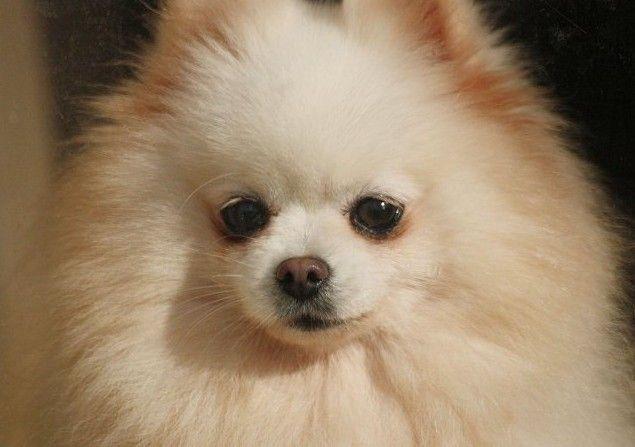 博美犬能长多大?超小型犬长不大