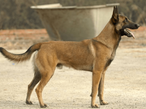 马犬应该怎么训练，正可谓是严是爱，松才是害