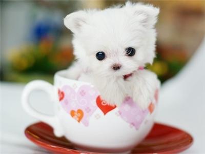茶杯犬有多大,小小身体大大的爱