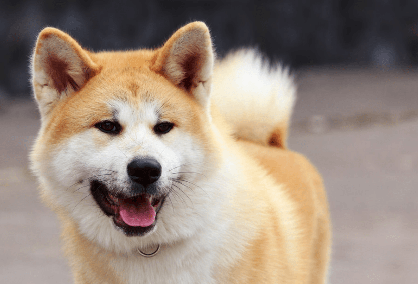 成年秋田犬多大,平均体重是在30公斤