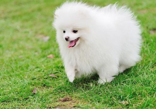 博美犬不能吃什么，这几点一定要注意