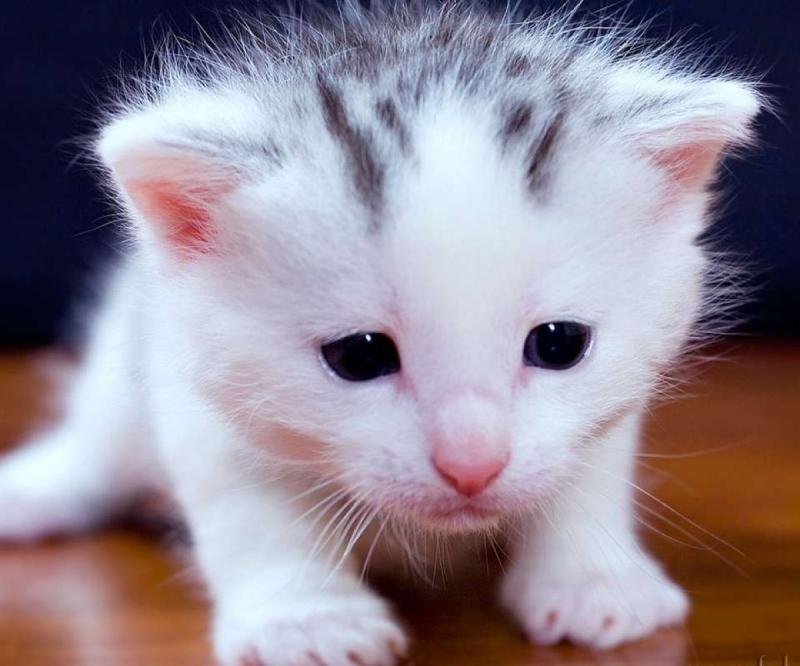 猫能吃狗粮吗？当然是不可以的