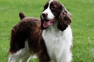 史宾格犬训练方法大全,掌握基础容易上手