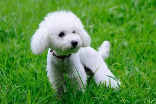 玩具贵宾犬会长大吗?基本是上定型了