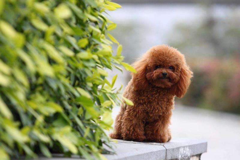 什么狗最聪明最通人性?跟智商有关