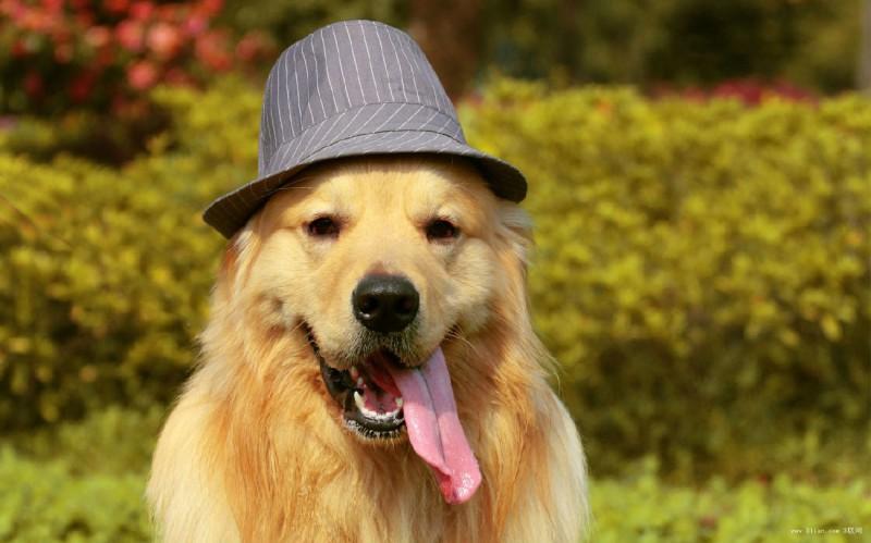 金毛犬多久能长大?这要因狗而异