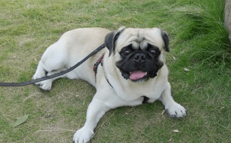 巴哥犬吃什么比较好,健康与否就看你了