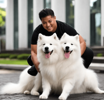 怎样训练萨摩耶听话的方法