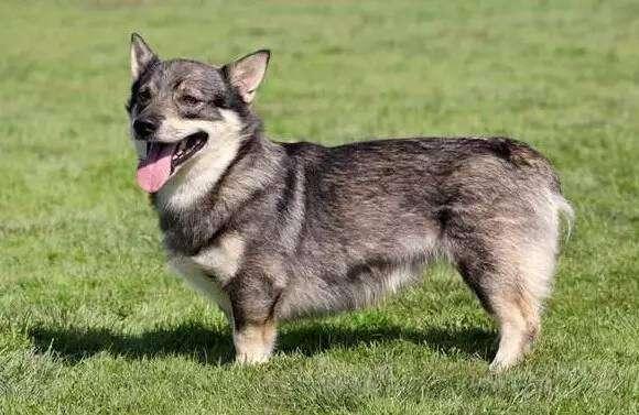 柯基犬的品种,一般有这几种