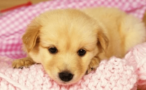 狗狗的肚子很大怎么办?注意排除这些原因