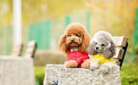 泰迪吃什么狗粮最好？有利于它的都是最好