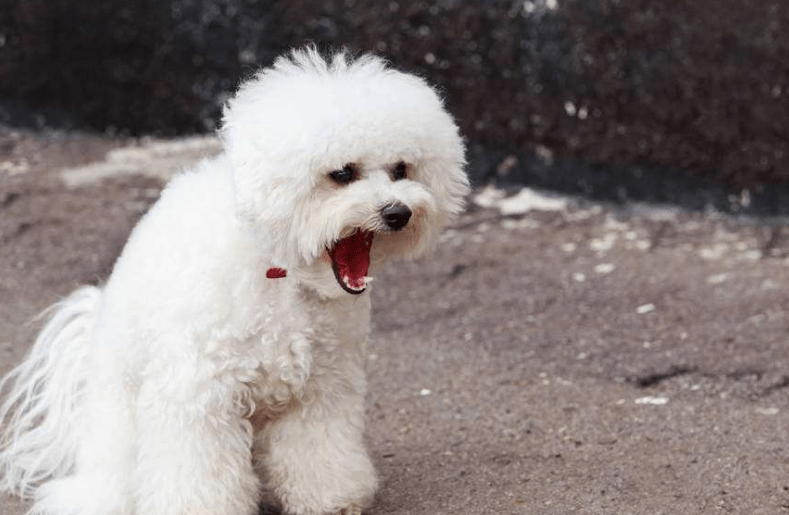 比熊犬掉毛吗？掉毛多可能是生病了