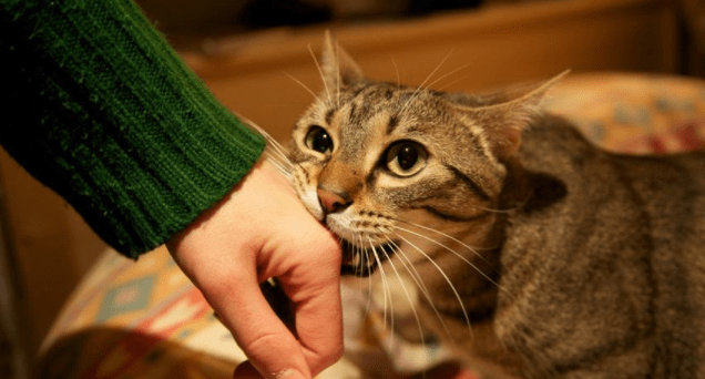 猫咪咬人代表什么?代表着还不够亲密