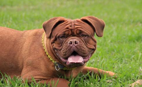 看家狗养什么最好?这几条你看看如何