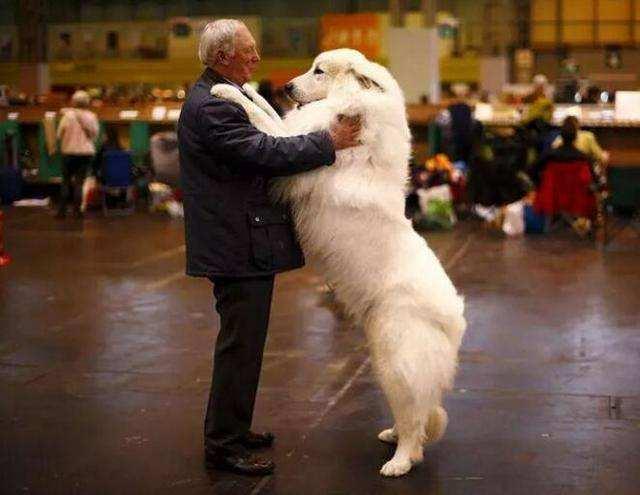 大白熊犬能牧羊吗？千万别小看了它们