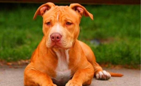 怎样训练比特犬,劳逸结合最重要