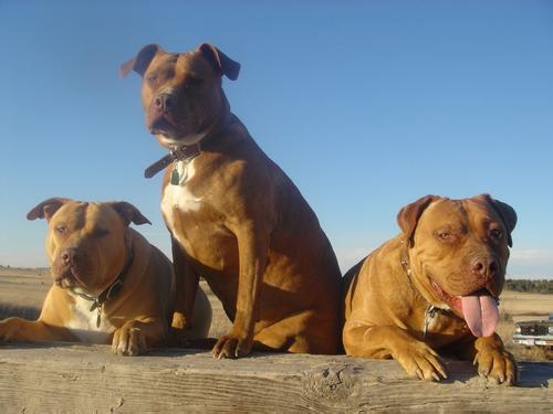 如何训练比特犬?松是害严才是爱!